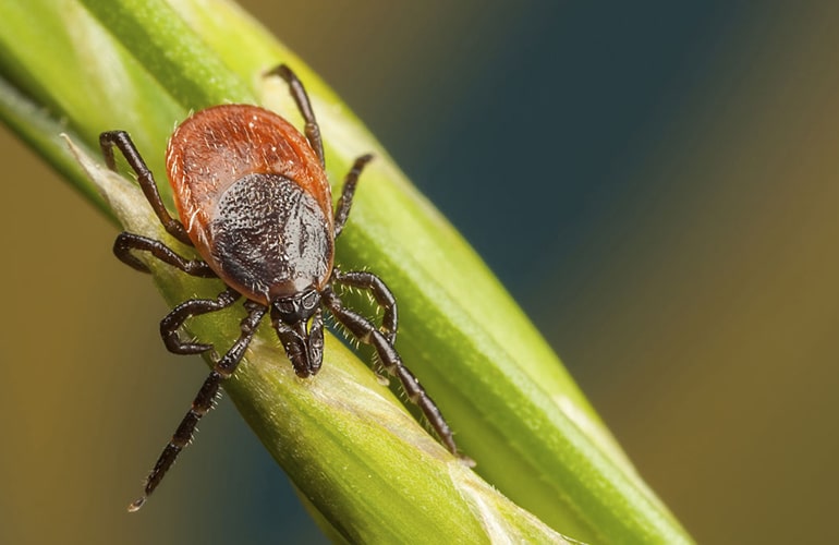 How to Avoid Ticks and the Diseases They Carry