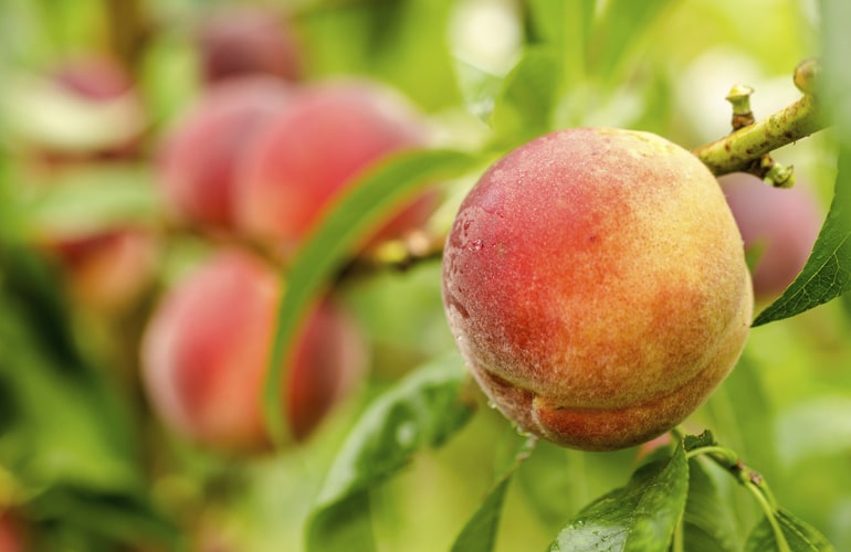 Peaches for you!