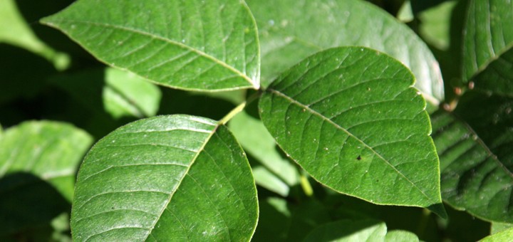 Poison ivy – a summer hazard you want to avoid