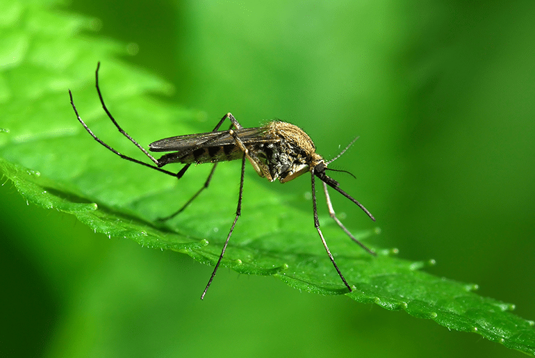 Zika Virus Prompts Worldwide Health Concern
