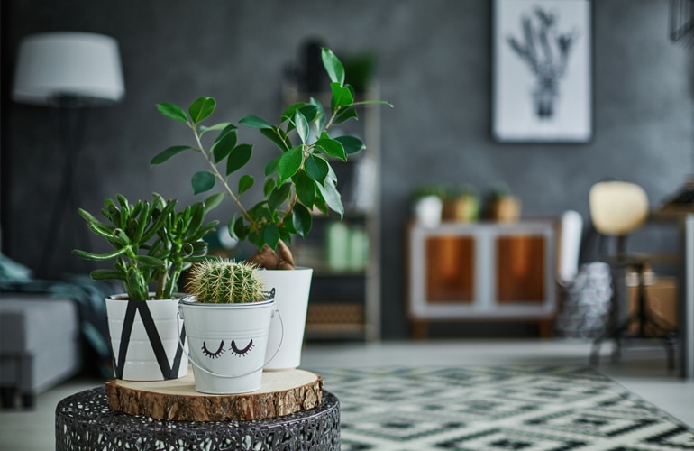 Medical Mythbuster: Are Indoor Plants Good For Your Health?