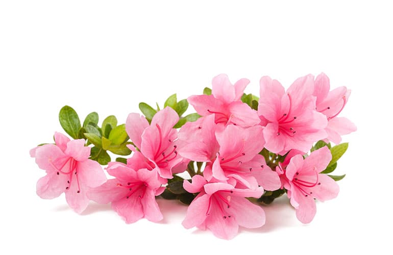Pink azaleas in front of a white background