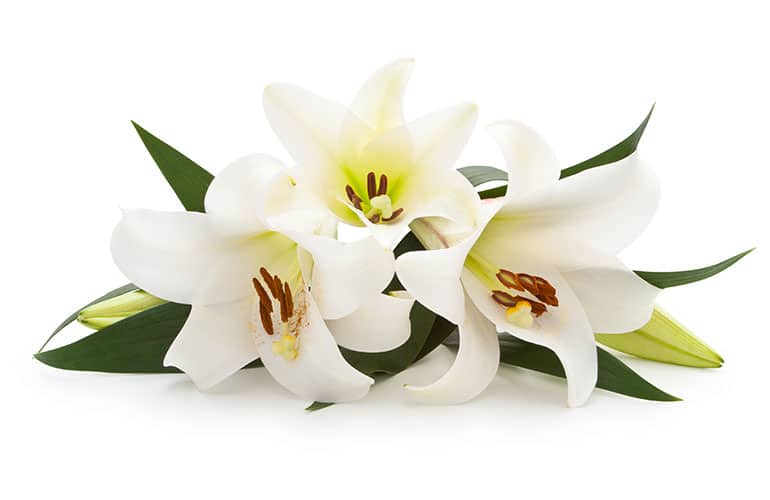 White lilies in front of a white background