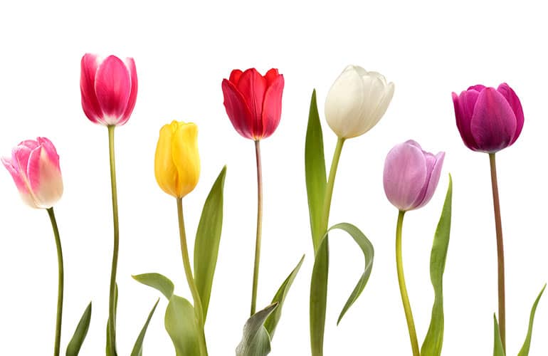 Multi colored tulips in front of a white background