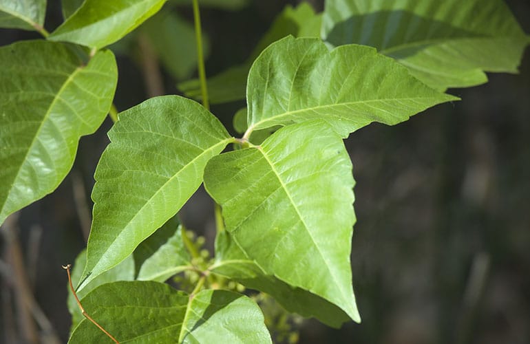 Medical Mythbuster: Poison Ivy Is Contagious