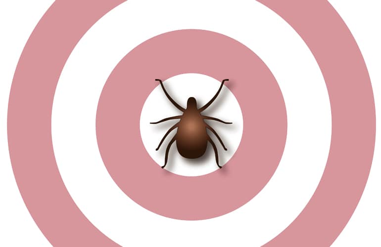 Medical Mythbuster: Does a Bull’s-eye Rash Always Occur with Lyme Disease?