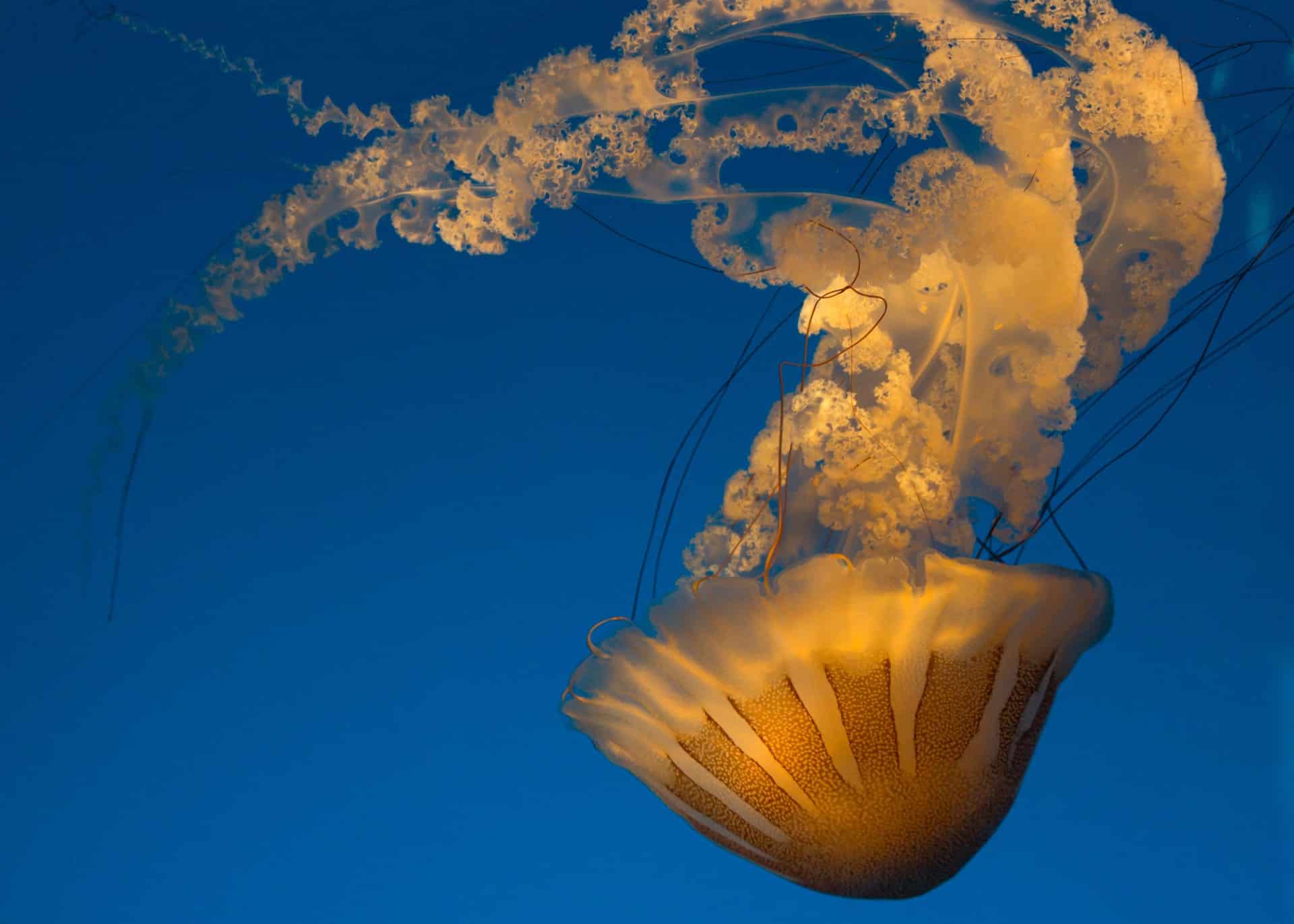 Medical Mythbuster: Can You Really Die from a Jellyfish Sting?